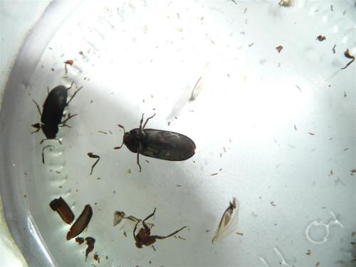 Dermestes sp.